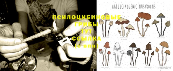 гашик Карпинск